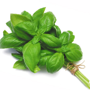 Picture of Fresh Basil | Sleeve