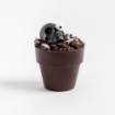Picture of Dark Chocolate Skull Flowerpot 6pc | Halloween